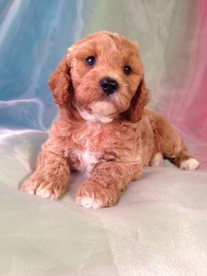 Iowa's Best Breeder Purebredpups.com would like to annouce the most recent litter of red cockapoo Puppies born 7-12-14. Buying from the best cockapoo breeder in Iowa will only cost $675. 